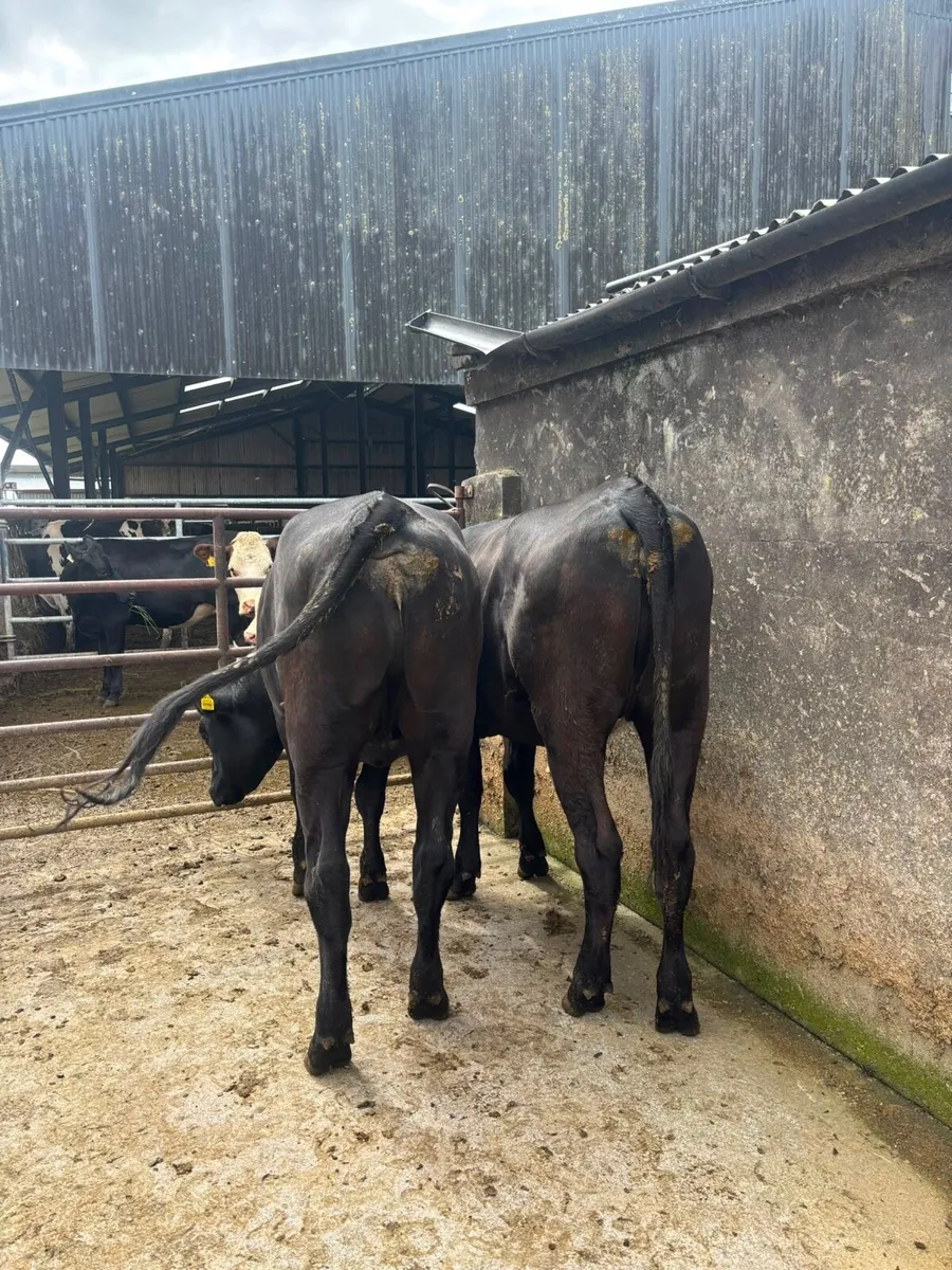 2 Incalf heifers - Image 2