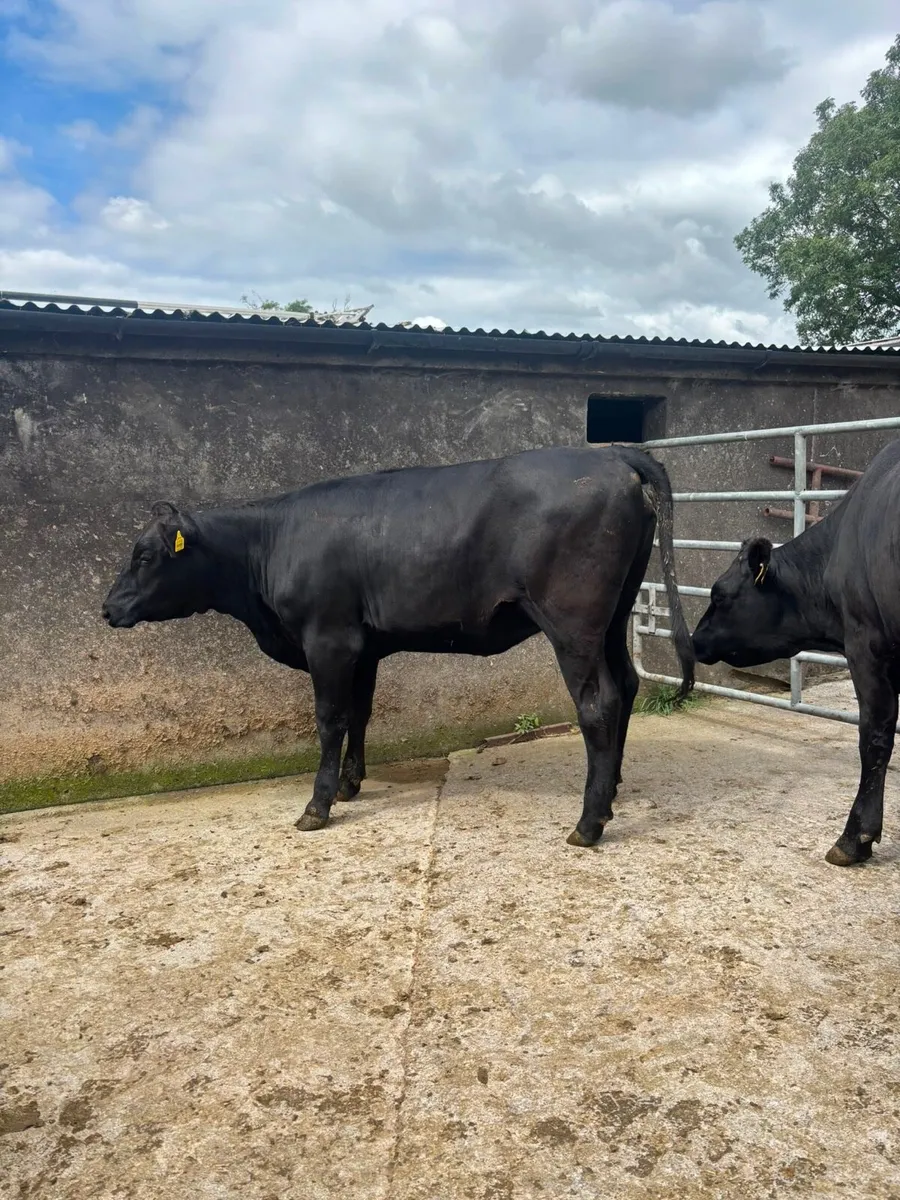 2 Incalf heifers - Image 3