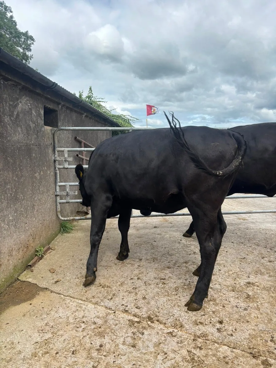 2 Incalf heifers - Image 4