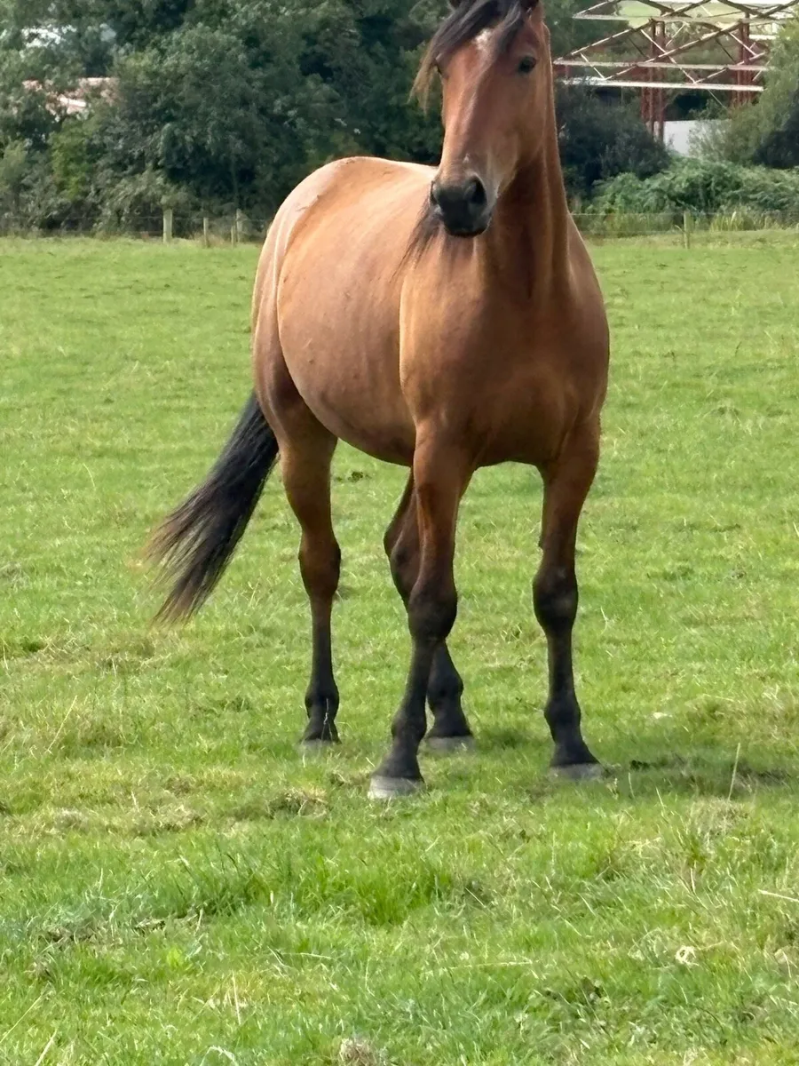 3 year old draught Connie cob cross gelding - Image 1