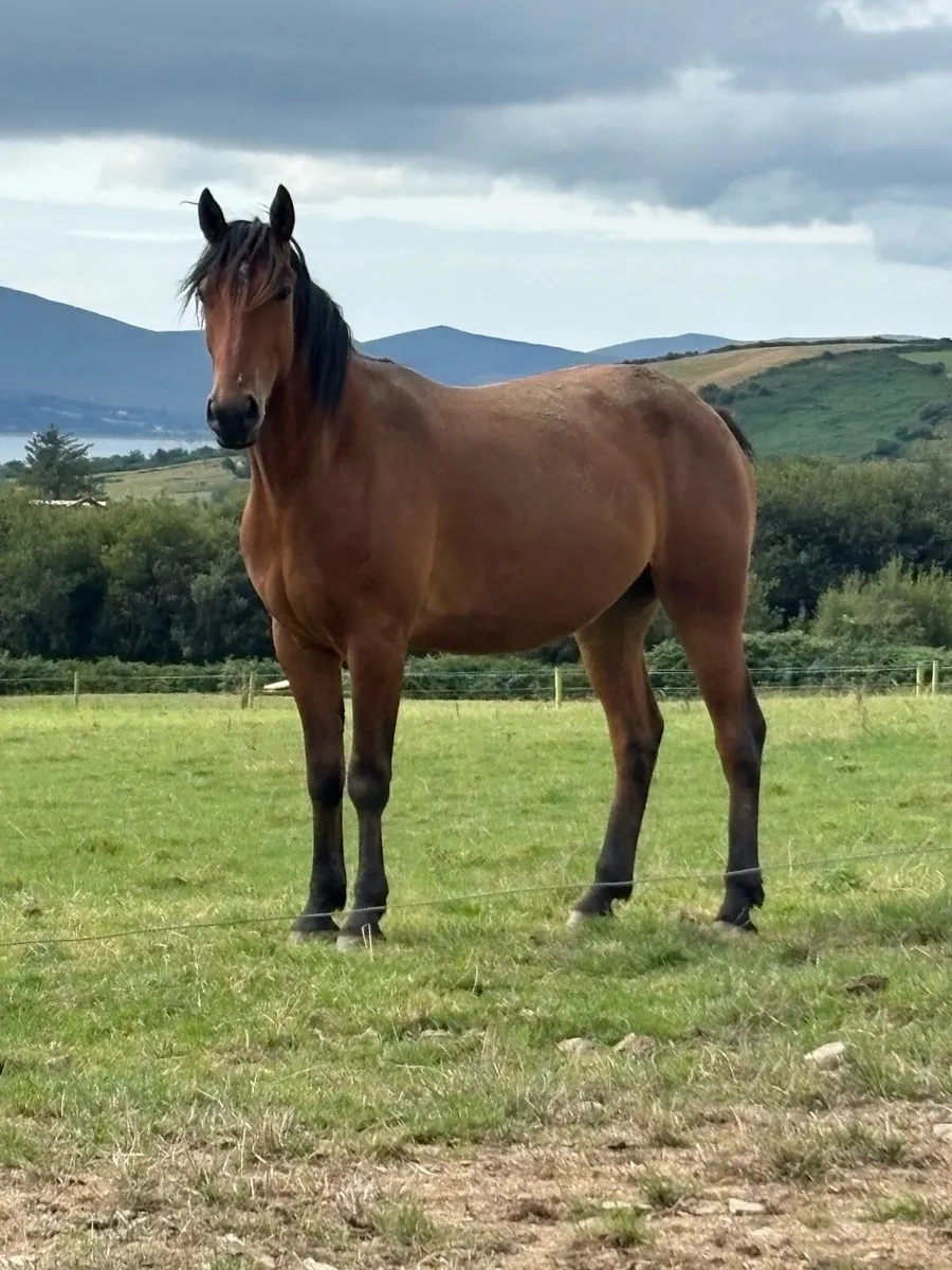 3 year old draught Connie cob cross gelding - Image 2