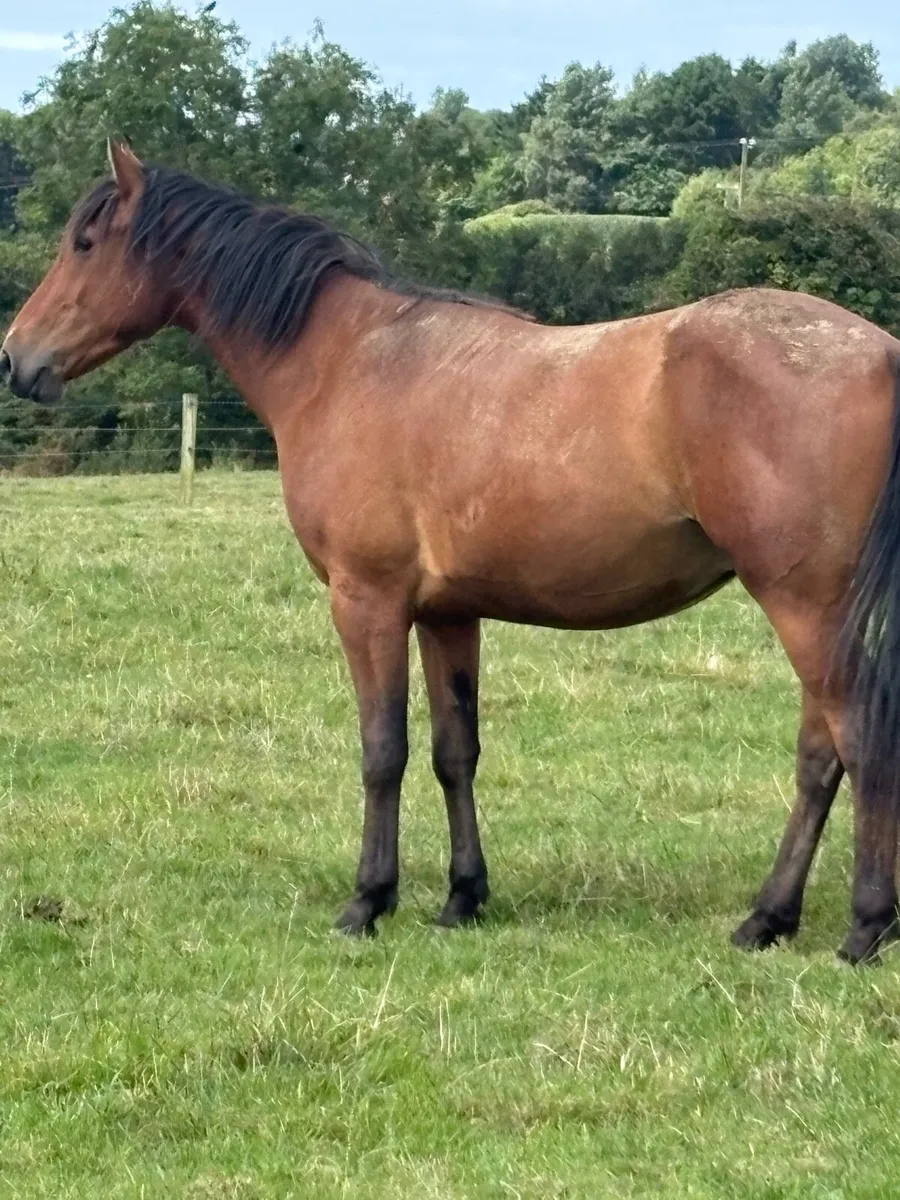 3 year old draught Connie cob cross gelding - Image 3