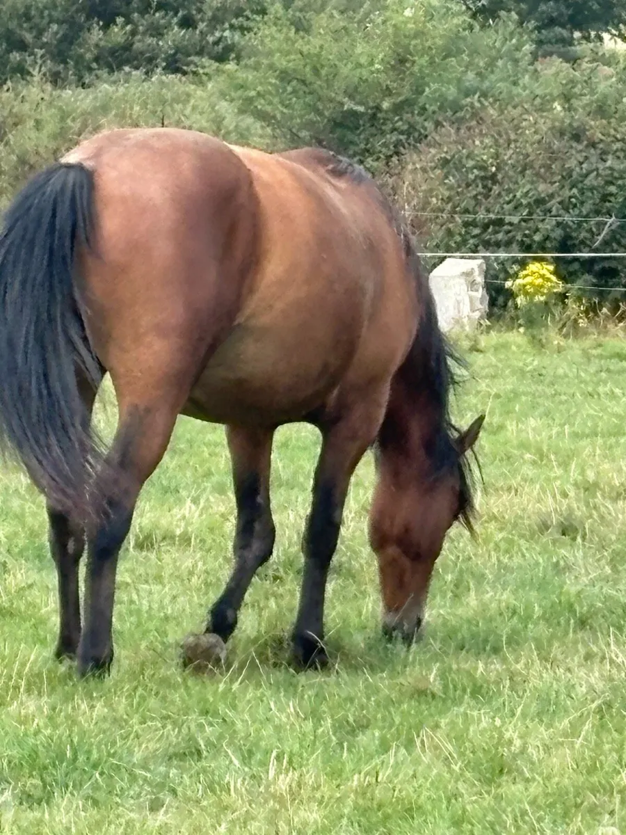 3 year old draught Connie cob cross gelding - Image 4