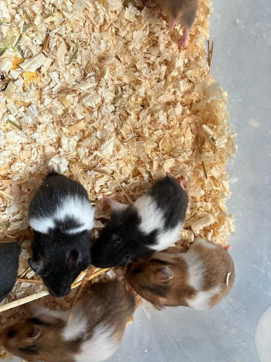 Baby Syrian hamsters - Image 1