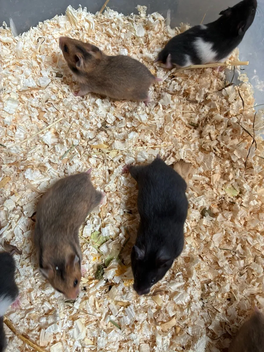 Baby Syrian hamsters - Image 2