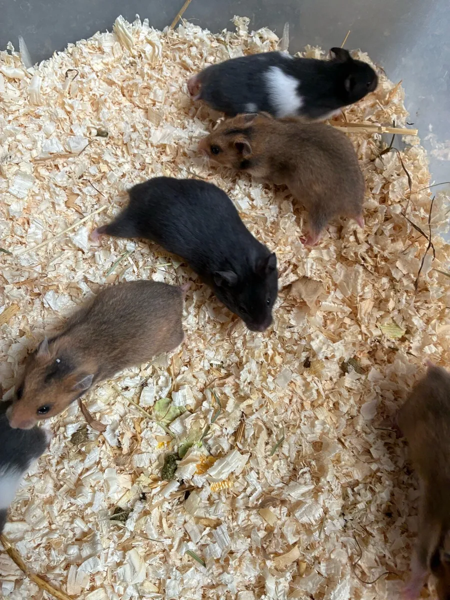 Baby Syrian hamsters - Image 4