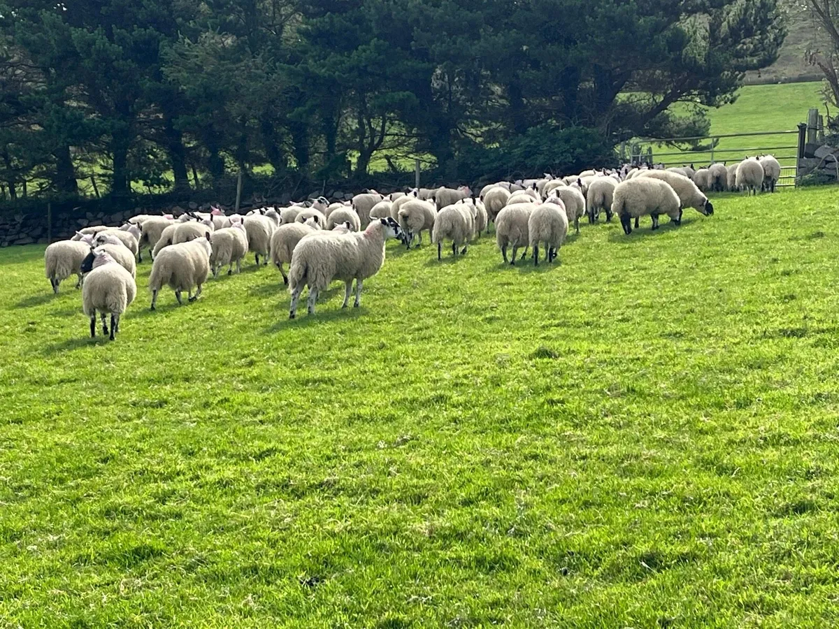 Mule Ewe Lambs - Image 2