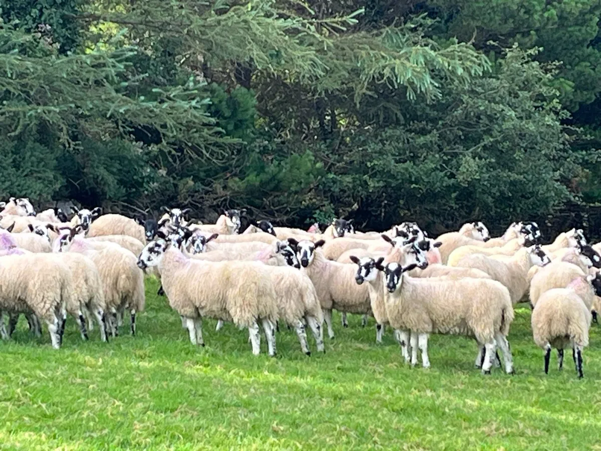 Mule Ewe Lambs - Image 3