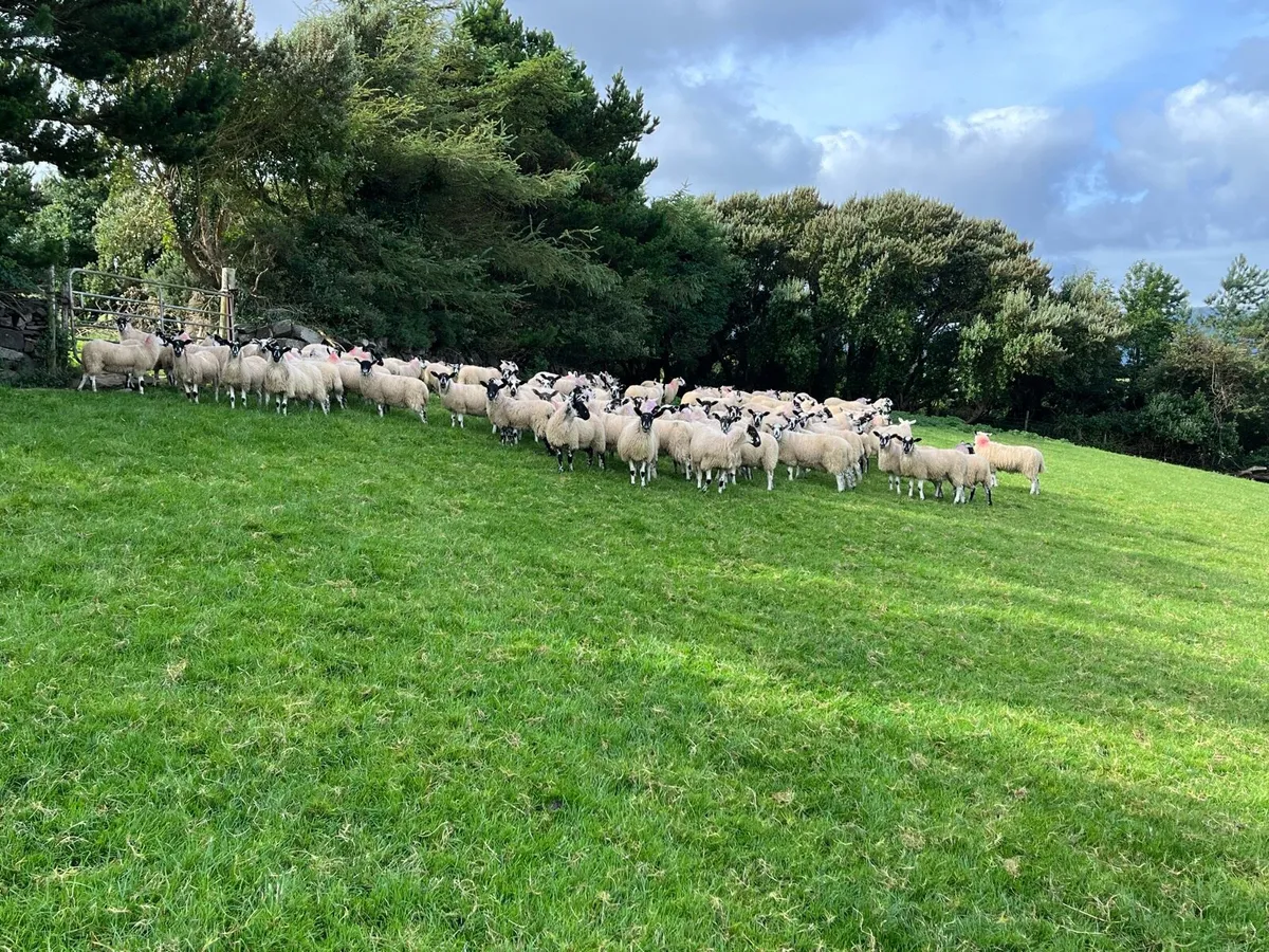 Mule Ewe Lambs - Image 4