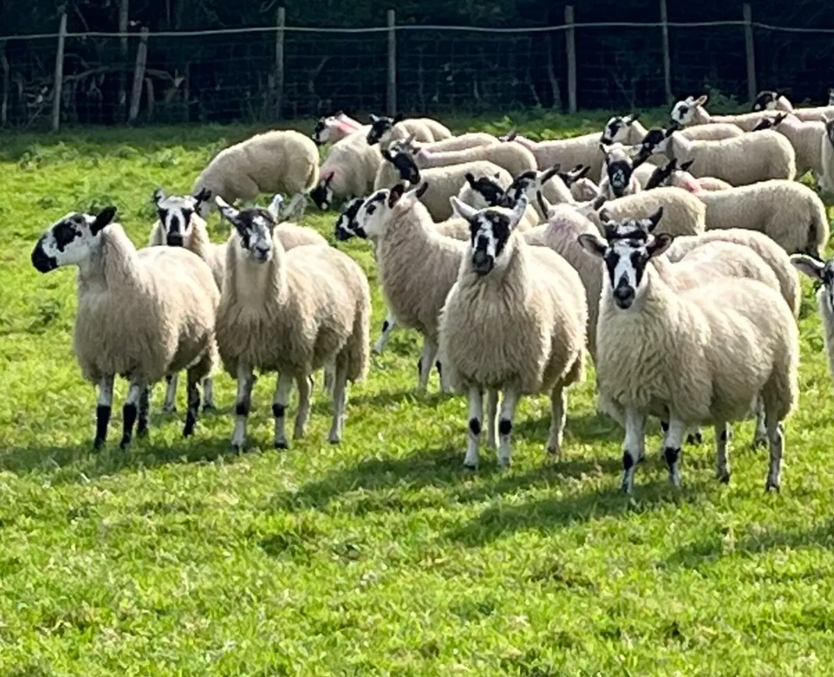 Mule Ewe Lambs - Image 1