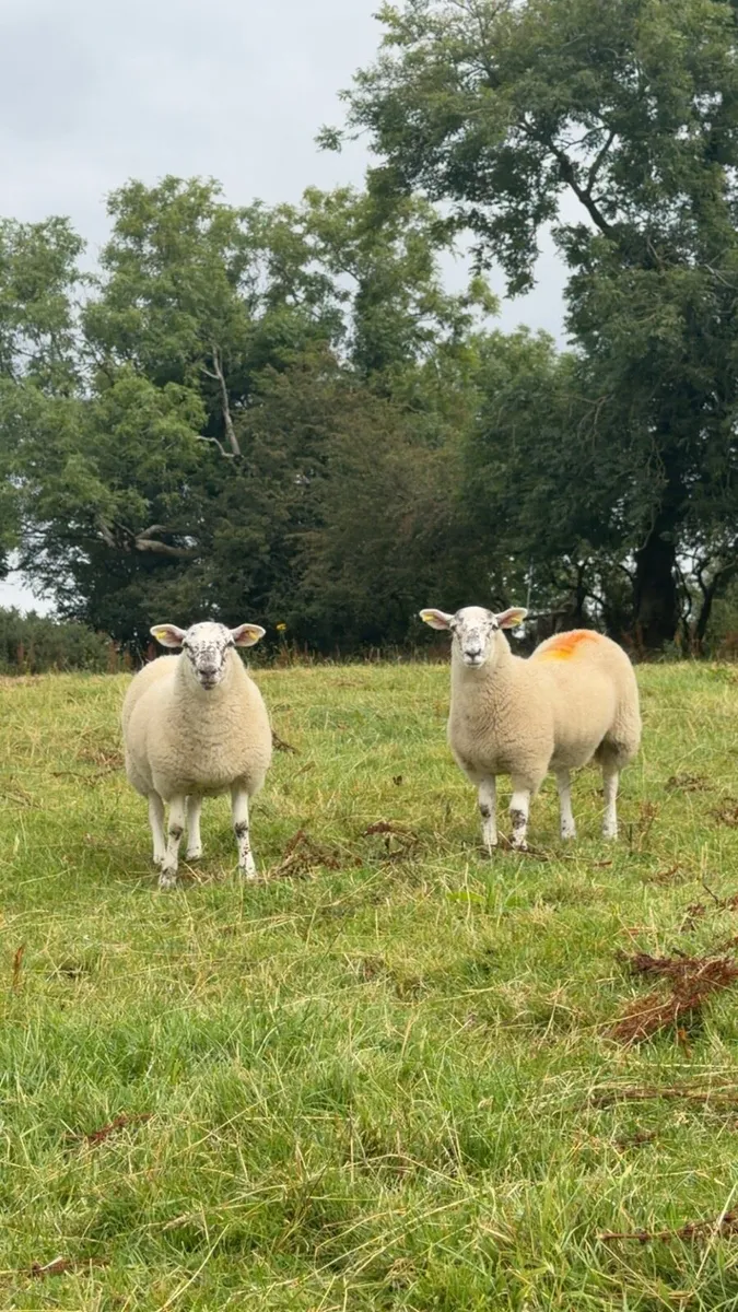 Ewe Lambs - Image 2