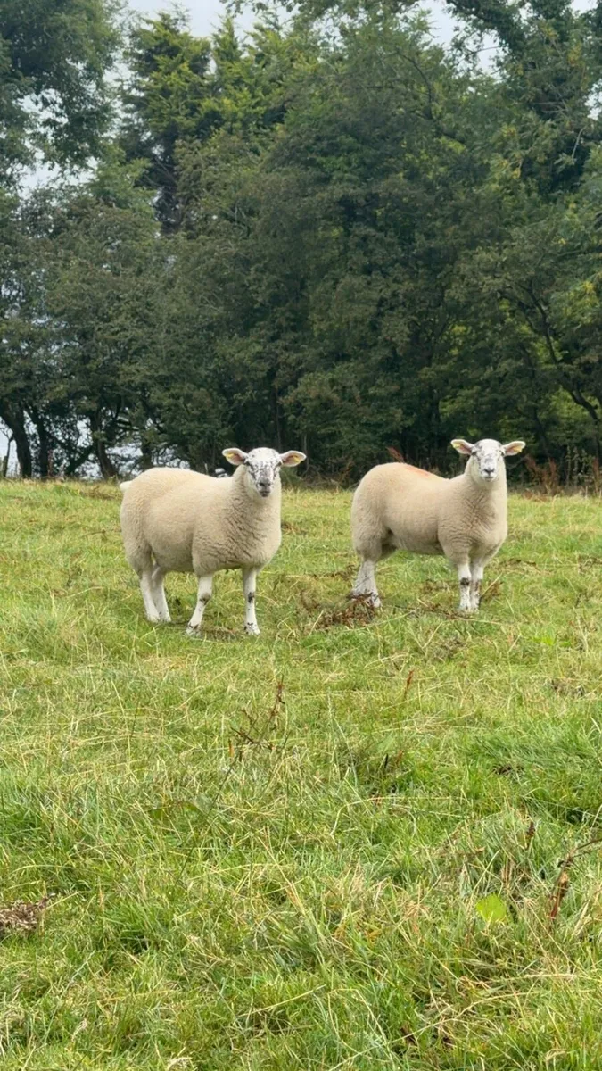 Ewe Lambs - Image 1