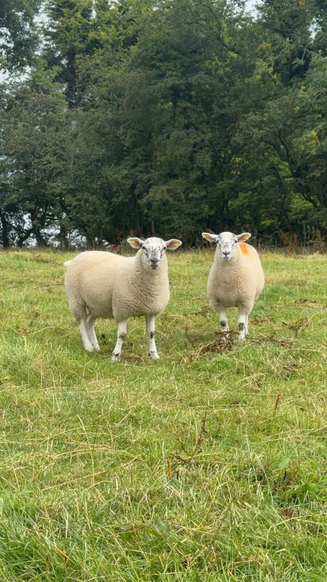 Ewe Lambs - Image 4