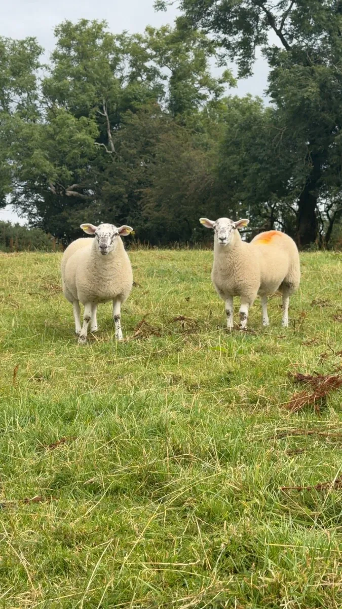 Ewe Lambs - Image 3