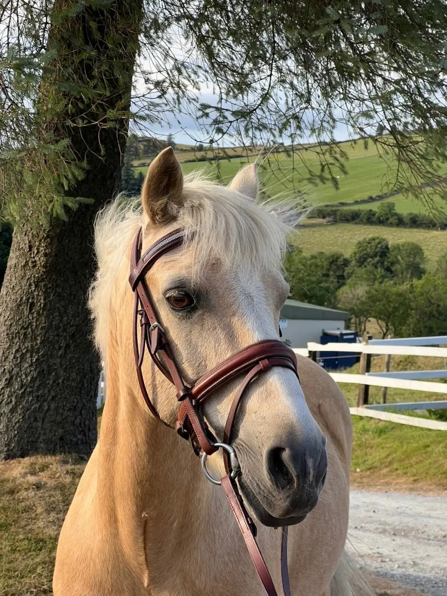 17yo 138 palimino pony - Image 2