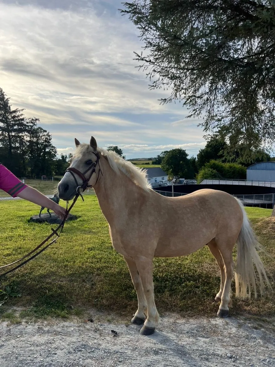 17yo 138 palimino pony - Image 3