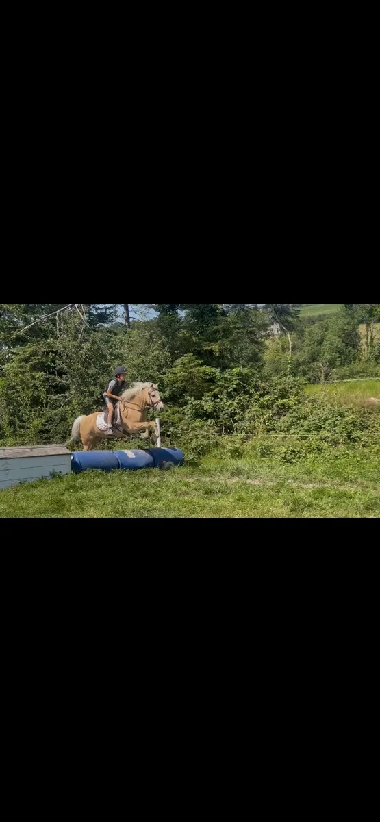 17yo 138 palimino pony - Image 4