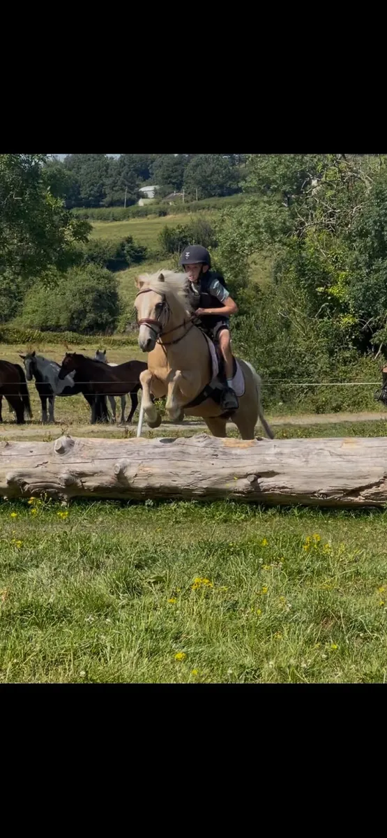 17yo 138 palimino pony - Image 1