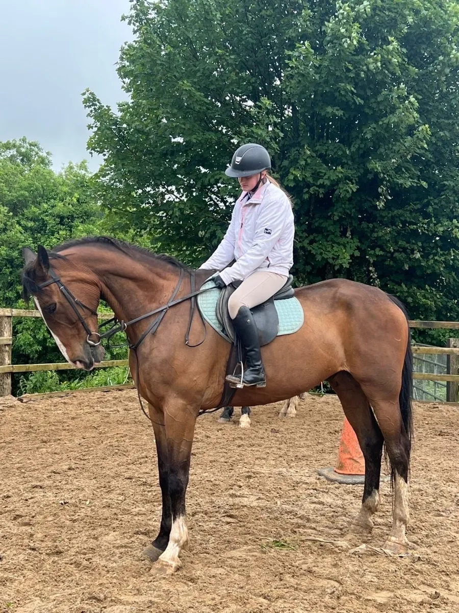 16.2hh 14yo ID X TB gelding - Image 2