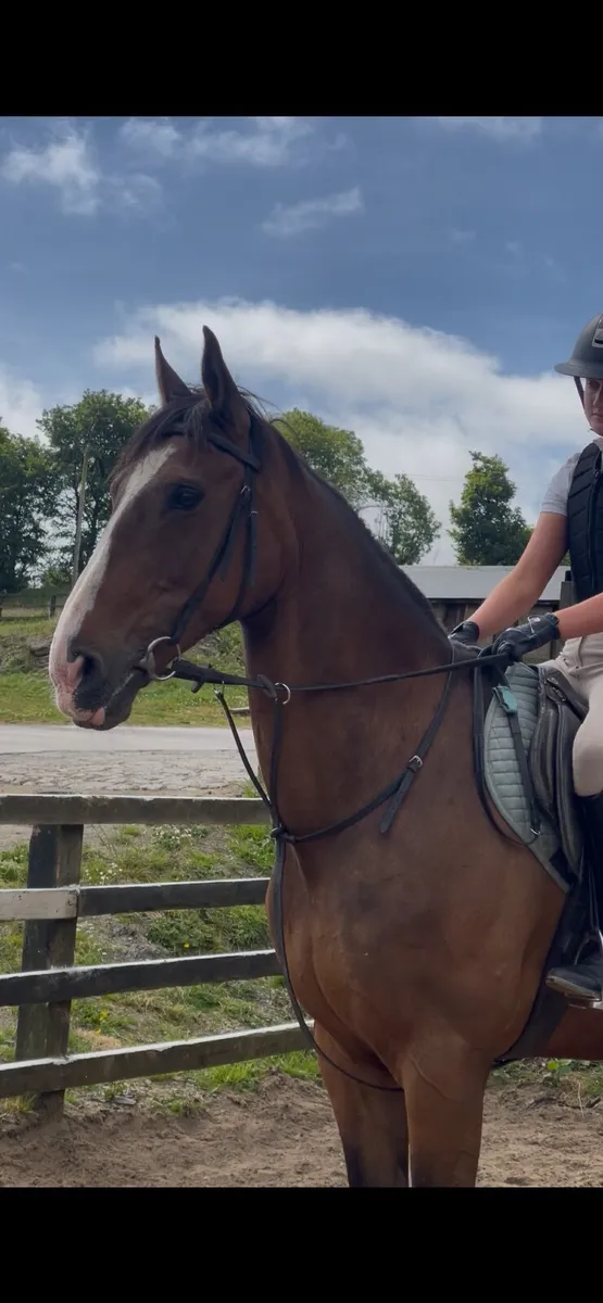 16.2hh 14yo ID X TB gelding - Image 3