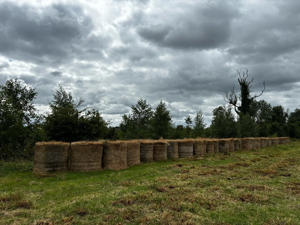 Bedding - Image 1