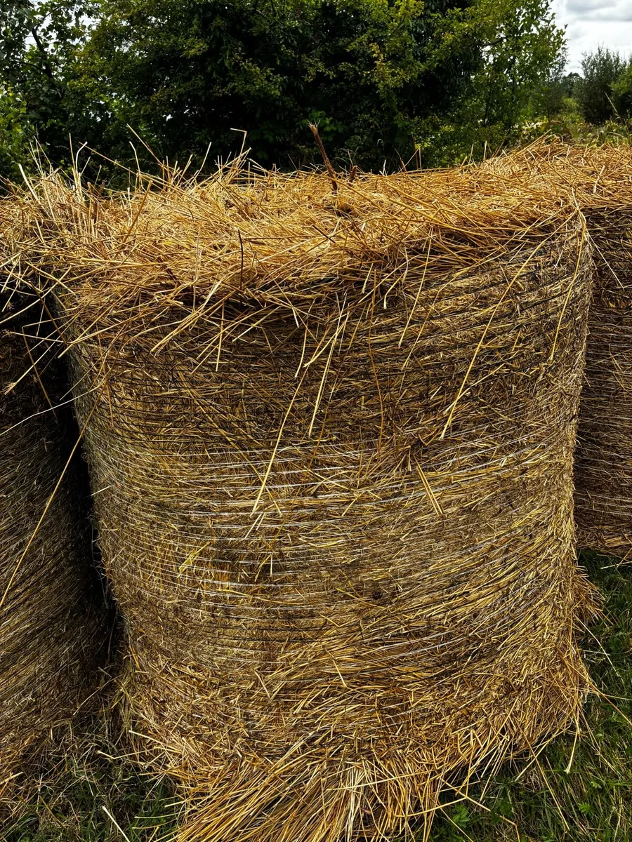 Bedding - Image 2