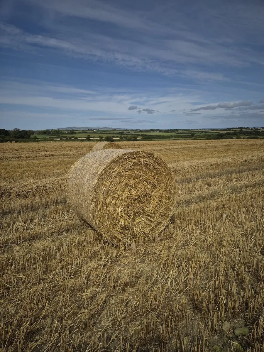 ## Wheaten Straw## - Image 4