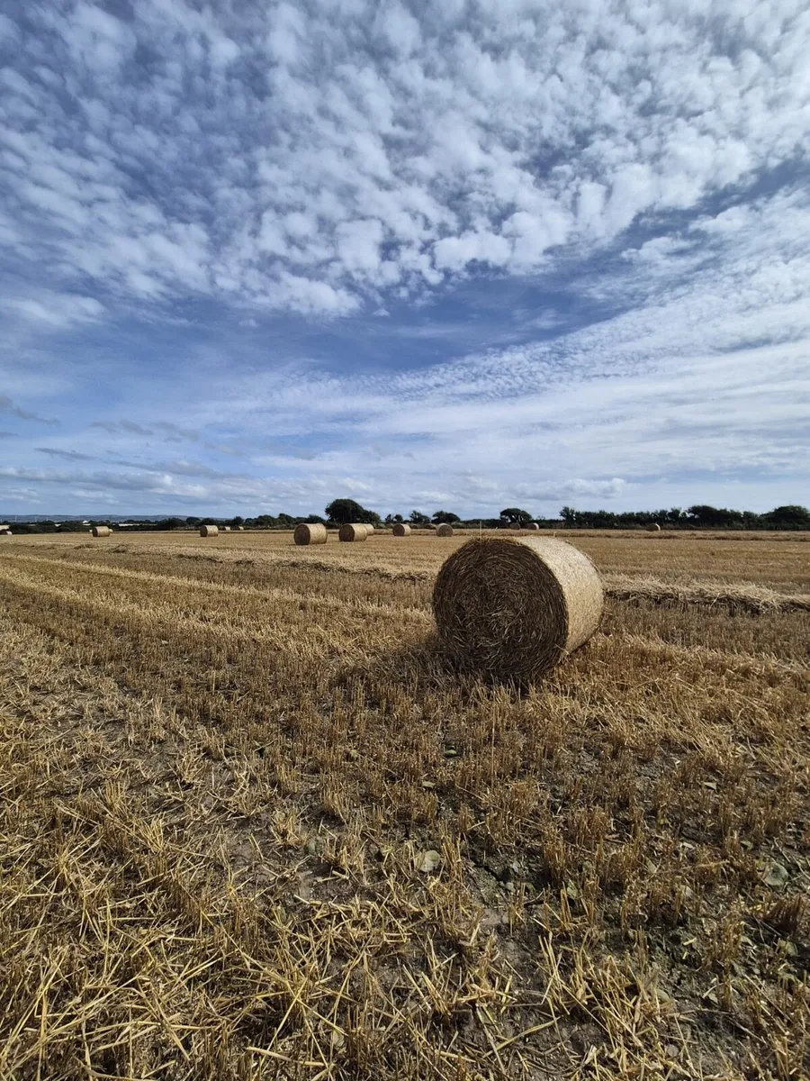 ## Wheaten Straw## - Image 1