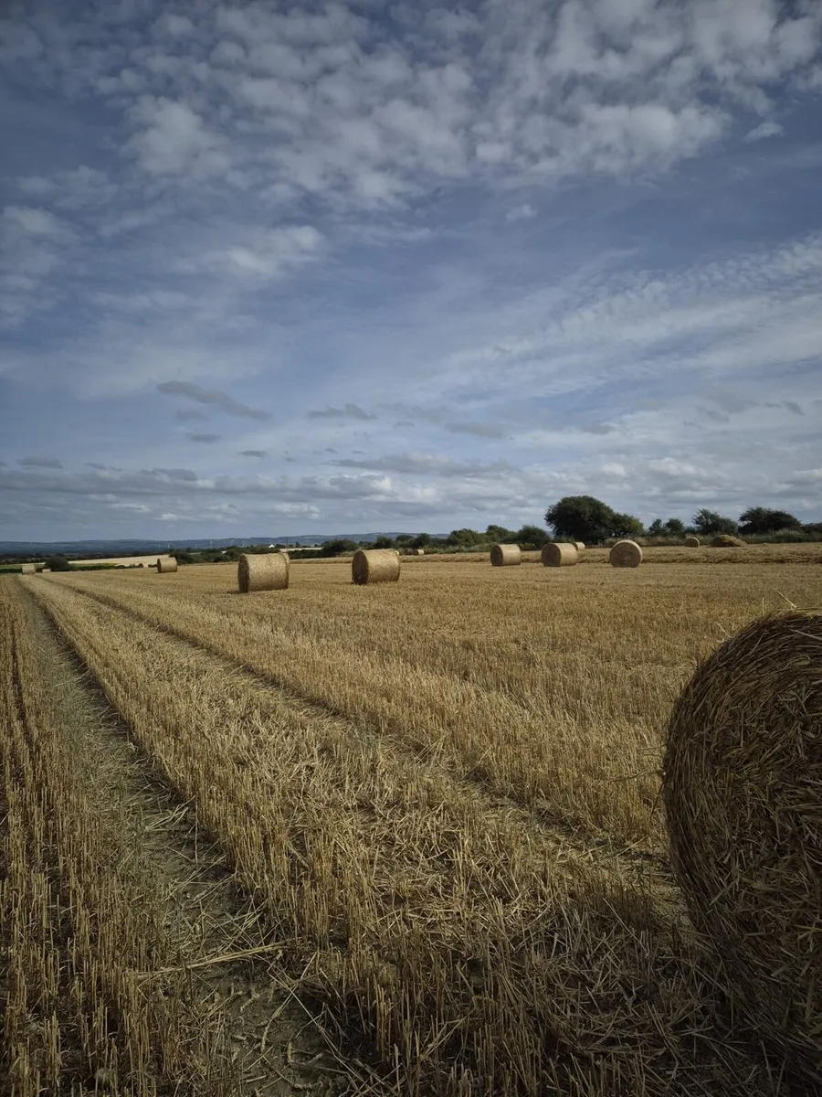 ## Wheaten Straw## - Image 2