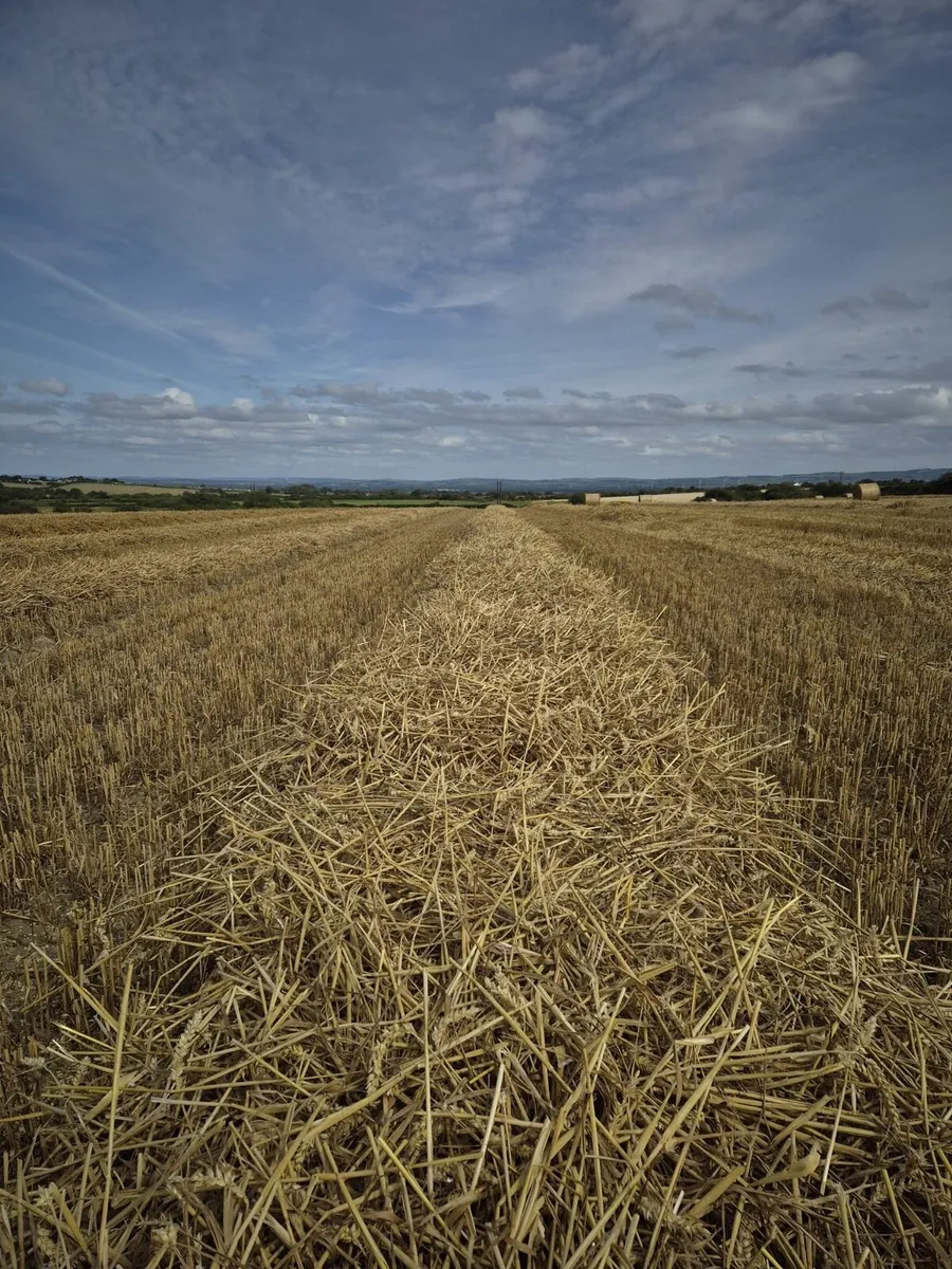 ## Wheaten Straw## - Image 3