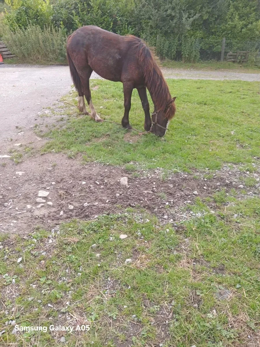 1 year old filly - Image 2