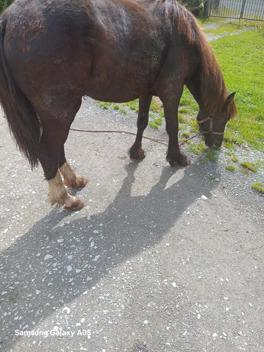 1 year old filly - Image 3