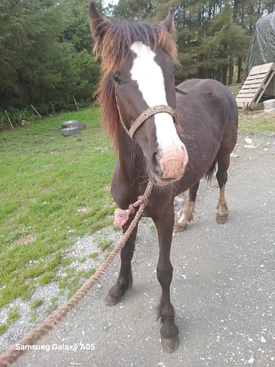 1 year old filly - Image 1
