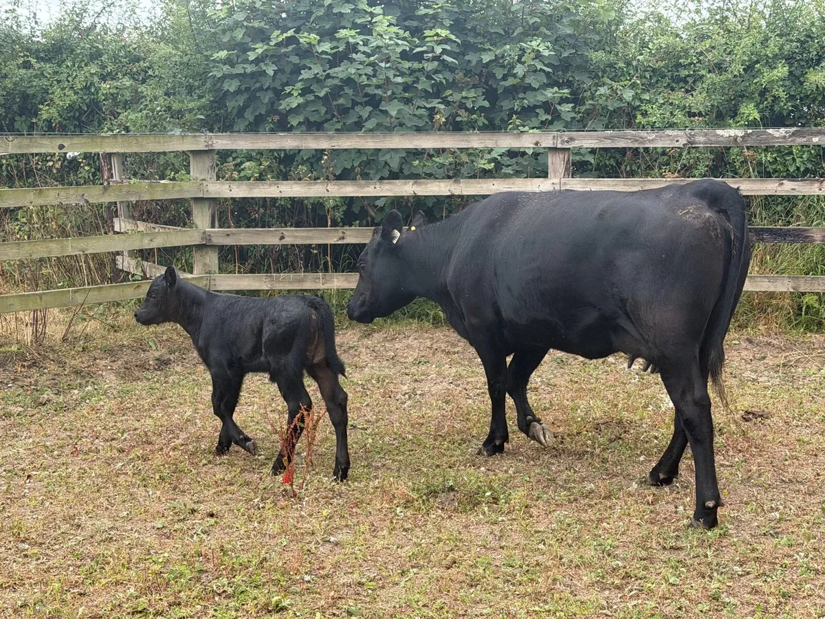 Organic AA Heifer with calf - Image 2