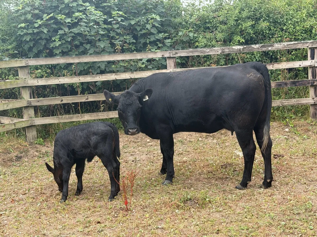 Organic AA Heifer with calf - Image 3