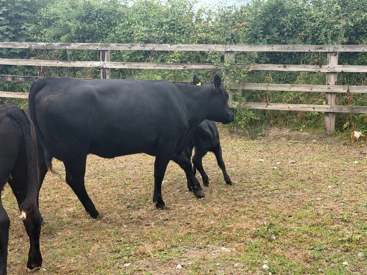 Organic AA Heifer with calf - Image 4