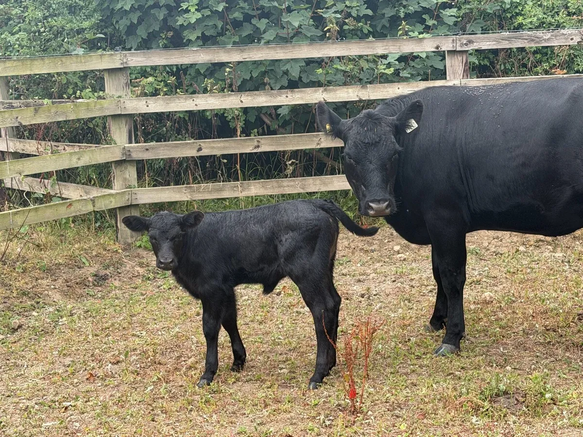 Organic AA Heifer with calf - Image 1