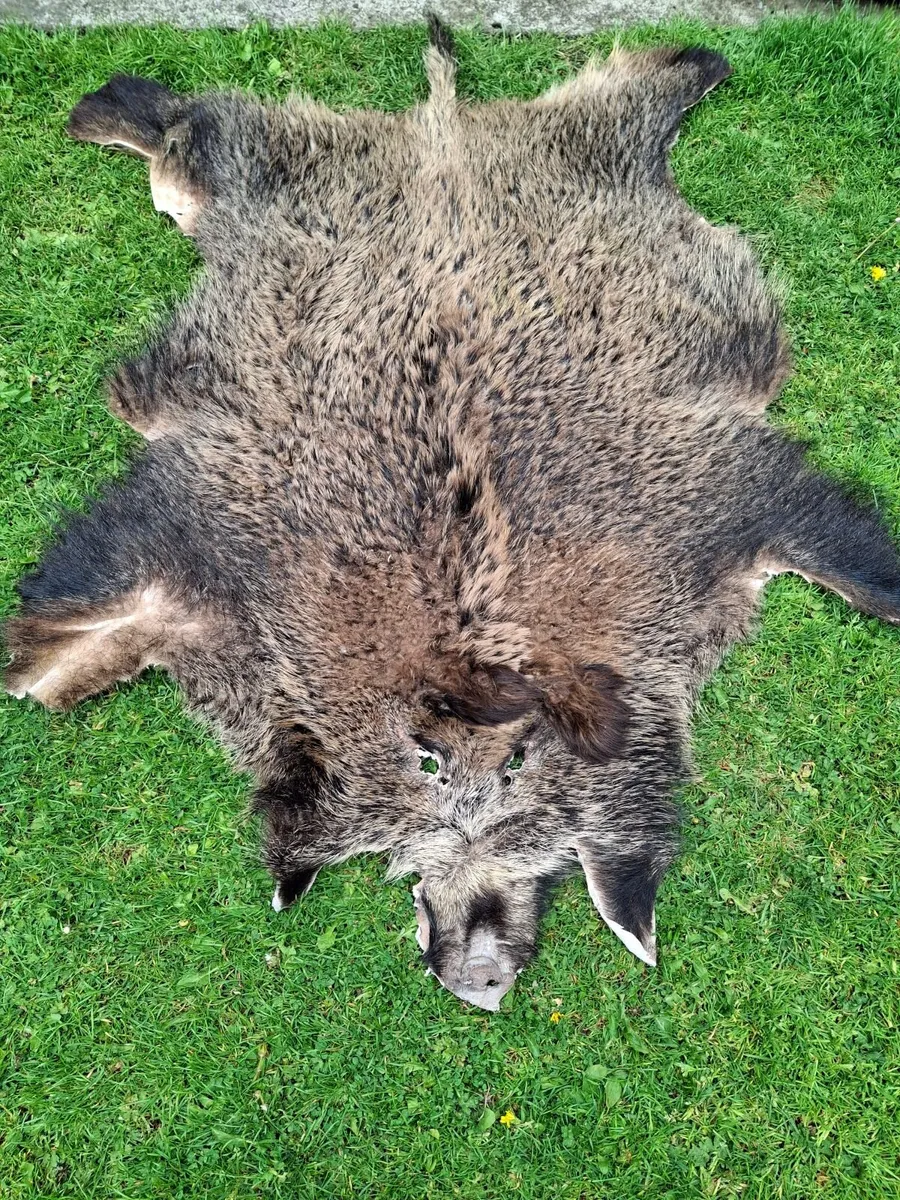 BOAR SKIN RUG - Image 1