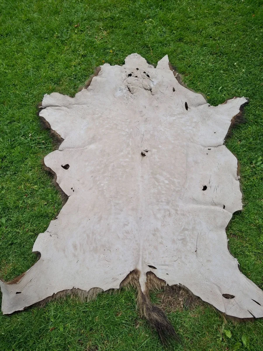 BOAR SKIN RUG - Image 2