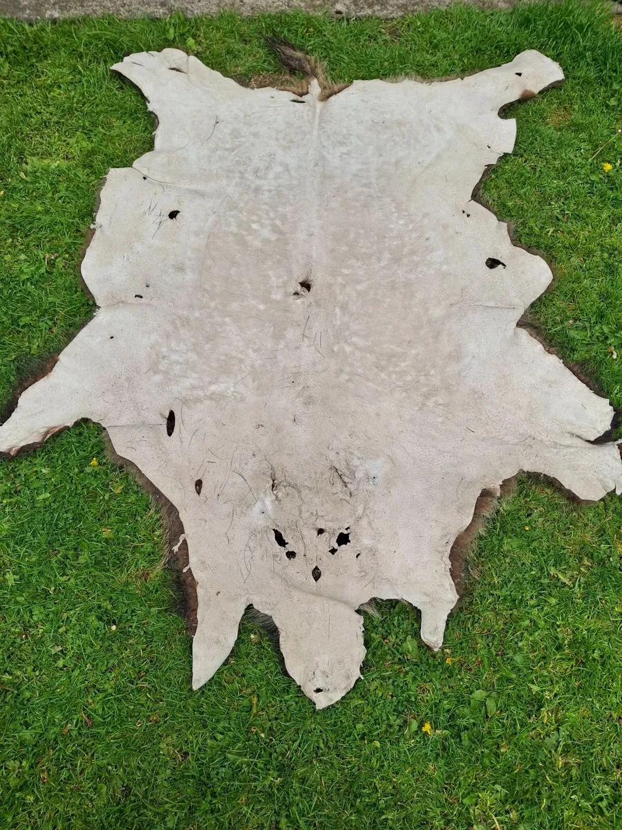 BOAR SKIN RUG - Image 3