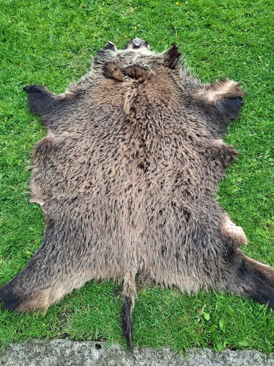 BOAR SKIN RUG - Image 4