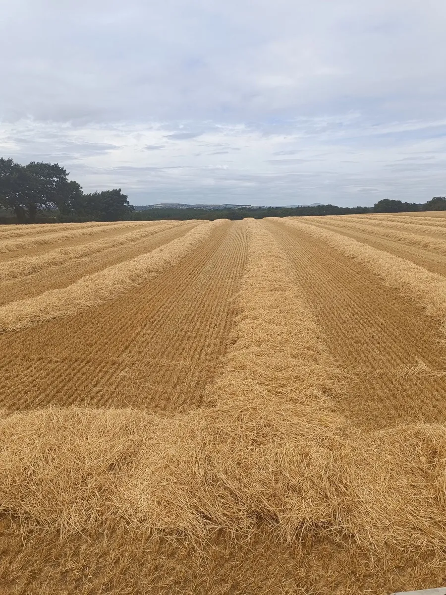 8x4x3 Bales - Barley and Wheaten Straw - Image 3