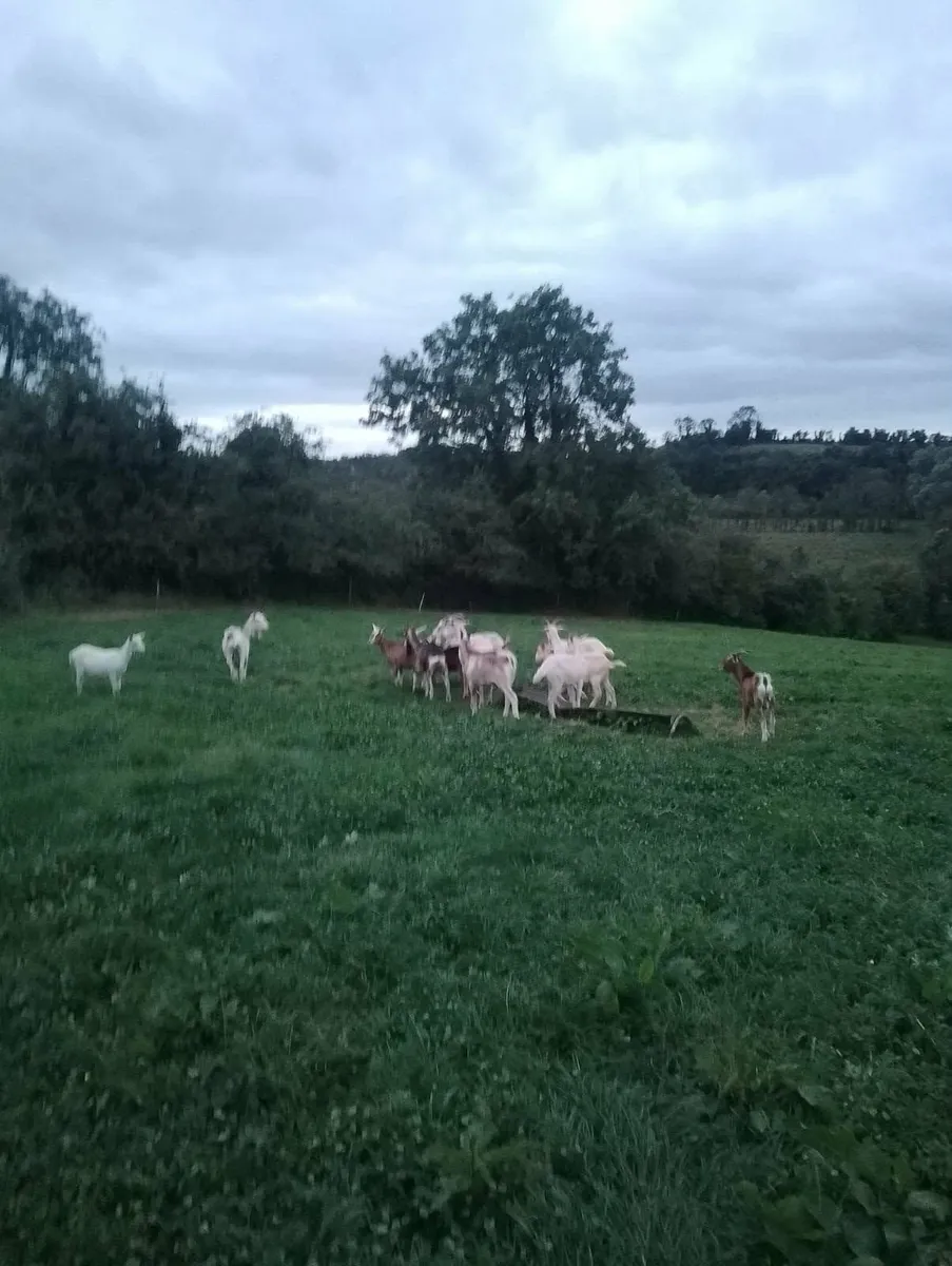 Goat's - Image 1