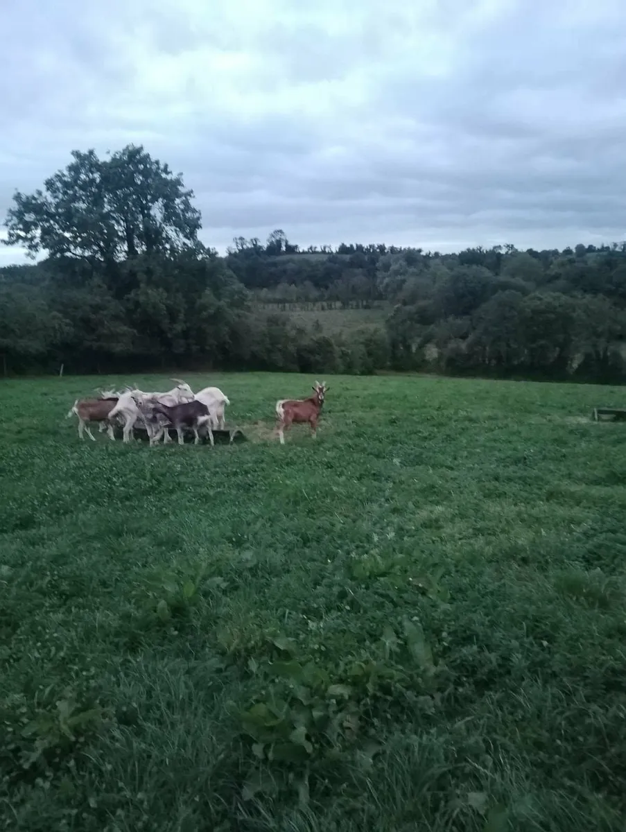 Goat's - Image 2
