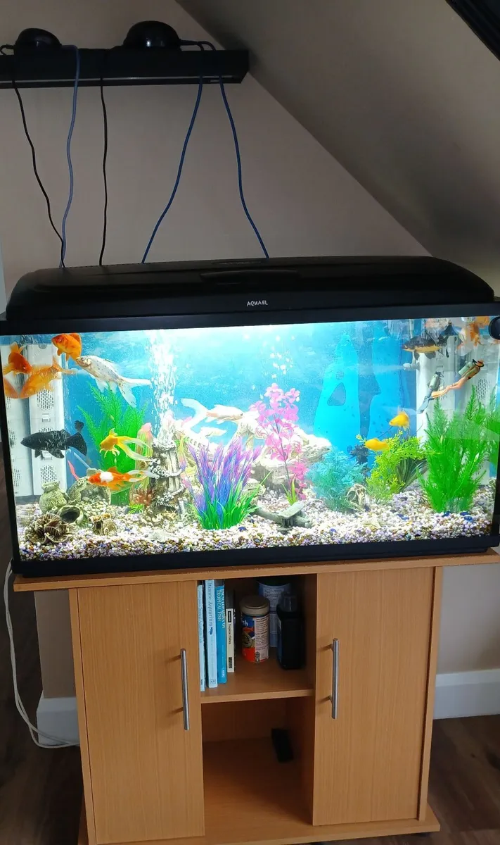 Fish Tank - Image 3