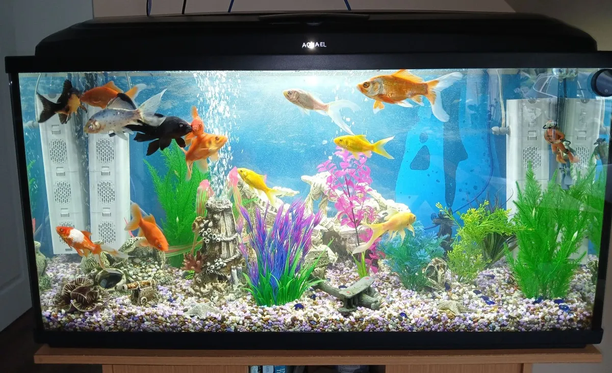 Fish Tank - Image 4