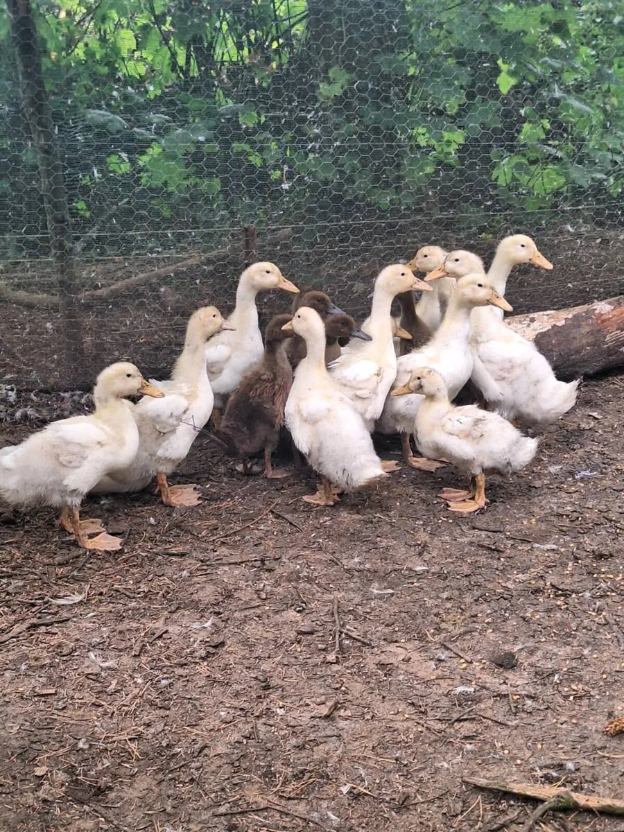 Ducks and Drakes - Image 4