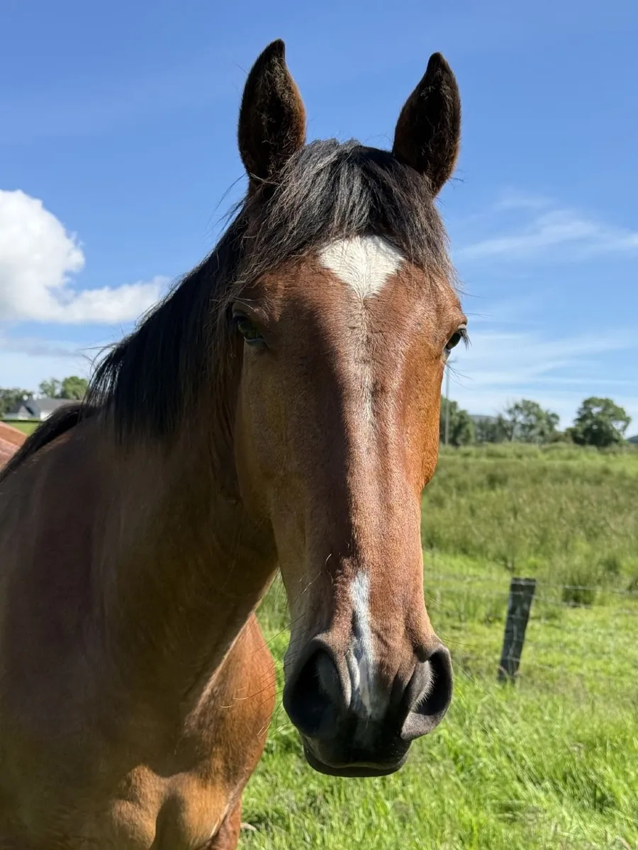 ISH Gelding 3 yr old - Image 1