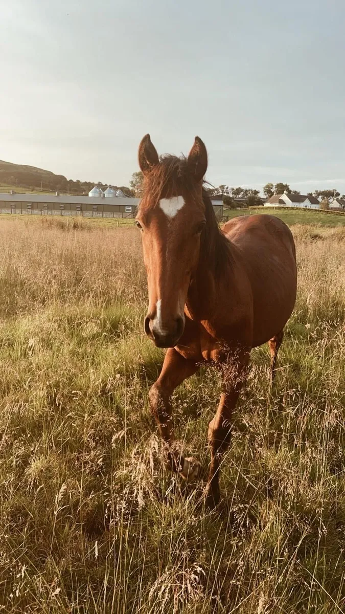 ISH Gelding 3 yr old - Image 2