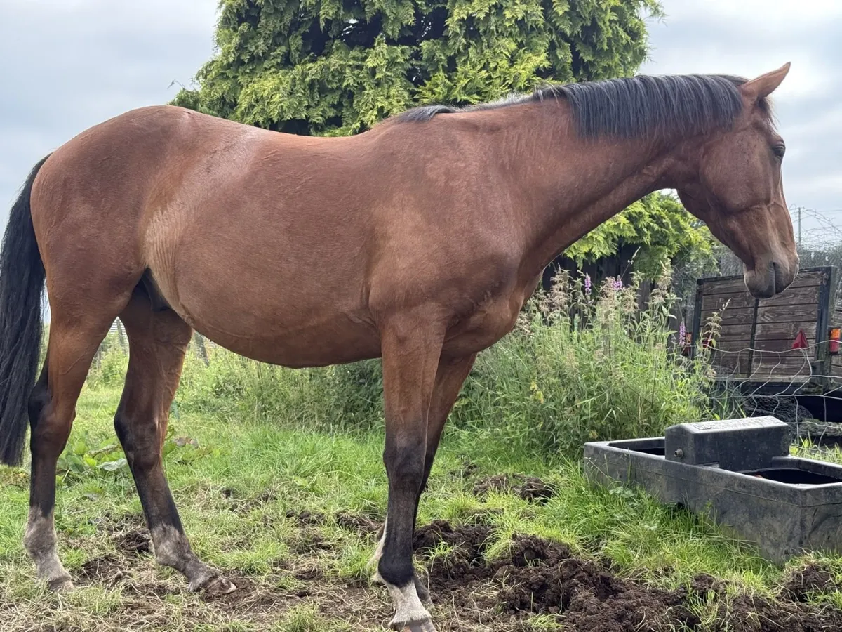ISH Gelding 3 yr old - Image 3